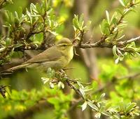 Tickell's Warbler