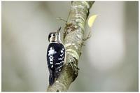 Grey-headed Pygmy Woodpecker