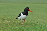 Haematopus ostralegus