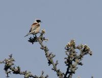 Penduline Tit (Remiz pendulinus)