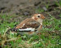 Snow Bunting (Plectrophenax nivalis)