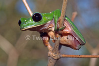 : Agalychnis moreletii