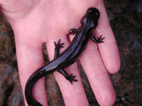 : Batrachuperus londongensis; Longdong Stream Salamander