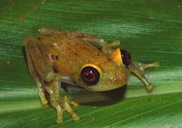 : Boophis viridis