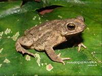 : Bufo granulosus; Granular Toad