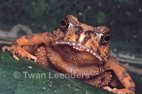 : Bufo latifrons