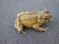 : Bufo maculatus; Flat-backed Toad