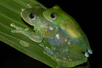 : Cochranella euknemos