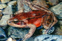 : Rana aurora; Northern Red-legged Frog