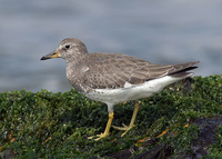 : Aphriza virgata; Surfbird