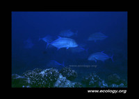 : Caranx melampygus; Ulua; Blue Crevally