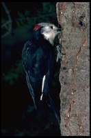 : Picoides albolarvatus; White Headed Woodpecker
