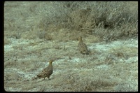 : Pterocles exustus; Chestnut-bellied Sandgrouse