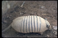 : Euphractus sexcinctus; Six-banded Armadillo