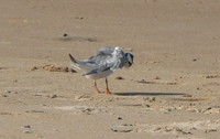 : Sterna albifrons; Little Tern