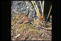 : Sorex vagrans; Vagrant Shrew