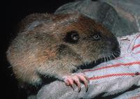 : Thomomys mazama; Western Pocket Gopher