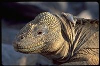 : Conolophus pallidus; Santa Fe Island Iguana