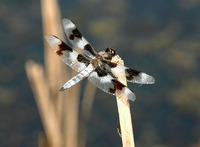 : Libellula forensis; Eight-spotted Skimmer