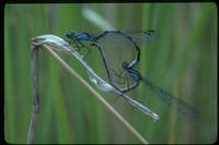 : Zygoptera sp.; Damselfly