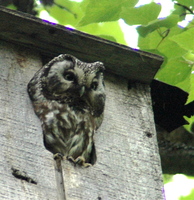 Boreal Owl. Photo by Joe Faulkner. All rights reserved.