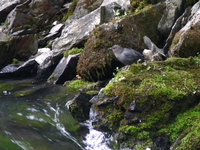 ...American Dipper on the Kenai Peninsula. Photo by Rick Taylor. Copyright Borderland Tours. All ri