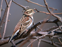 쑥새 Emberiza rustica | rustic bunting