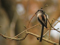 Aegithalos caudatus Long-tailed Tit エナガ