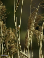 스윈호오목눈이 [penduline tit]