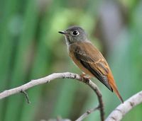 Ferruginous Flycatcher » Muscicapa ferruginea