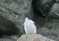 Parakeet Auklet  (Gambell)