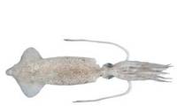 Californian Squid - Loligo opalescens