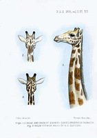 giraffe