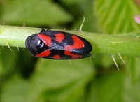 Cercopis vulnerata