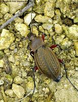 Carabus cancellatus tibiscinus