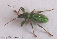 Phyllobius arborator