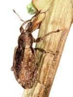 Hypera postica