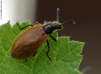 Lagria hirta