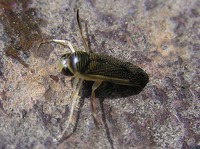 Corixa punctata