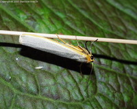 Eilema complana - Scarce Footman