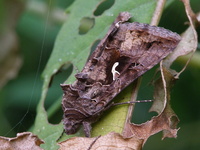 Autographa gamma - Silver Y