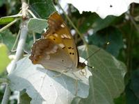 Apatura metis - Freyer's Purple Emperor