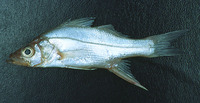 Centropomus parallelus, Fat snook: fisheries, gamefish