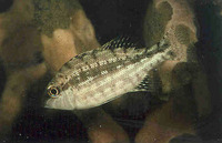 Lethrinus genivittatus, Longspine emperor: fisheries