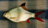 Barbonymus schwanenfeldii, Tinfoil barb: fisheries, aquaculture, aquarium, bait