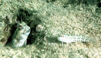 Blenniella periophthalmus, Blue-dashed rockskipper: