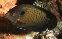 Centropyge multispinis, Dusky angelfish: aquarium