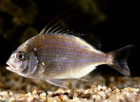 Evynnis cardinalis, Threadfin porgy: fisheries