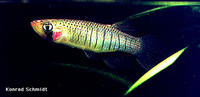 Fundulus dispar, Starhead topminnow: aquarium