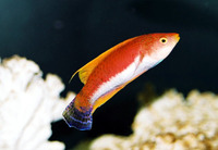 Cirrhilabrus filamentosus, Whip-fin wrasse: